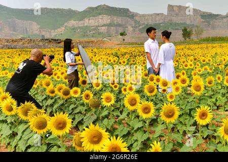 8 luglio 2021, Qingzhou, Qingzhou, Cina: L'8 luglio 2021, i turisti godono di fiori alla piantagione della Valle dei Girasoli nella città di Shaozhuang, nella città di Qingzhou, nella provincia di Shandong (foto del drone).nella stagione di mezza estate, centinaia di acri di girasoli fioriscono nella Valle dei Girasoli nella città di Shaozhuang, nella città di Qingzhou, nella provincia di Shandong, attirando molti turisti a venire e giocare. La Sunflower Valley è stata costruita su una miniera abbandonata attraverso la gestione ecologica, la ricostruzione del paesaggio e il restauro dei resti. La mia farfalla, una volta abbandonata, è diventata un bellissimo grande giardino. (Immagine di credito: © Foto Stock