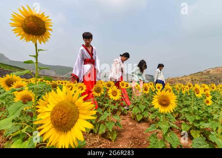 8 luglio 2021, Qingzhou, Qingzhou, Cina: L'8 luglio 2021, i turisti godono di fiori alla piantagione della Valle dei Girasoli nella città di Shaozhuang, nella città di Qingzhou, nella provincia di Shandong (foto del drone).nella stagione di mezza estate, centinaia di acri di girasoli fioriscono nella Valle dei Girasoli nella città di Shaozhuang, nella città di Qingzhou, nella provincia di Shandong, attirando molti turisti a venire e giocare. La Sunflower Valley è stata costruita su una miniera abbandonata attraverso la gestione ecologica, la ricostruzione del paesaggio e il restauro dei resti. La mia farfalla, una volta abbandonata, è diventata un bellissimo grande giardino. (Immagine di credito: © Foto Stock