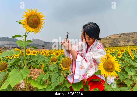 8 luglio 2021, Qingzhou, Qingzhou, Cina: L'8 luglio 2021, i turisti godono di fiori alla piantagione della Valle dei Girasoli nella città di Shaozhuang, nella città di Qingzhou, nella provincia di Shandong (foto del drone).nella stagione di mezza estate, centinaia di acri di girasoli fioriscono nella Valle dei Girasoli nella città di Shaozhuang, nella città di Qingzhou, nella provincia di Shandong, attirando molti turisti a venire e giocare. La Sunflower Valley è stata costruita su una miniera abbandonata attraverso la gestione ecologica, la ricostruzione del paesaggio e il restauro dei resti. La mia farfalla, una volta abbandonata, è diventata un bellissimo grande giardino. (Immagine di credito: © Foto Stock