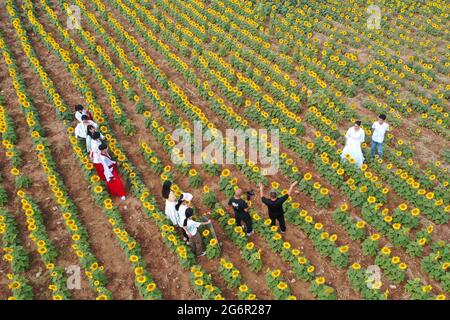 8 luglio 2021, Qingzhou, Qingzhou, Cina: L'8 luglio 2021, i turisti godono di fiori alla piantagione della Valle dei Girasoli nella città di Shaozhuang, nella città di Qingzhou, nella provincia di Shandong (foto del drone).nella stagione di mezza estate, centinaia di acri di girasoli fioriscono nella Valle dei Girasoli nella città di Shaozhuang, nella città di Qingzhou, nella provincia di Shandong, attirando molti turisti a venire e giocare. La Sunflower Valley è stata costruita su una miniera abbandonata attraverso la gestione ecologica, la ricostruzione del paesaggio e il restauro dei resti. La mia farfalla, una volta abbandonata, è diventata un bellissimo grande giardino. (Immagine di credito: © Foto Stock