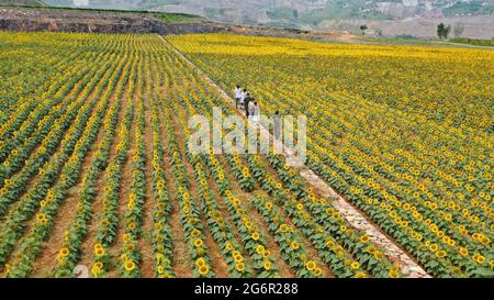 8 luglio 2021, Qingzhou, Qingzhou, Cina: L'8 luglio 2021, i turisti godono di fiori alla piantagione della Valle dei Girasoli nella città di Shaozhuang, nella città di Qingzhou, nella provincia di Shandong (foto del drone).nella stagione di mezza estate, centinaia di acri di girasoli fioriscono nella Valle dei Girasoli nella città di Shaozhuang, nella città di Qingzhou, nella provincia di Shandong, attirando molti turisti a venire e giocare. La Sunflower Valley è stata costruita su una miniera abbandonata attraverso la gestione ecologica, la ricostruzione del paesaggio e il restauro dei resti. La mia farfalla, una volta abbandonata, è diventata un bellissimo grande giardino. (Immagine di credito: © Foto Stock