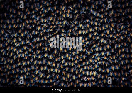 Messa a fuoco selettiva. Primo piano delle api. Sciame delle api, delle loro migliaia e dell'ape regina. Cattura l'ape sciame. Apicoltura sfondo. Giorno degli apicoltori. Foto Stock