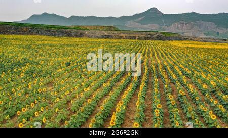 8 luglio 2021, Qingzhou, Qingzhou, Cina: L'8 luglio 2021, i turisti godono di fiori alla piantagione della Valle dei Girasoli nella città di Shaozhuang, nella città di Qingzhou, nella provincia di Shandong (foto del drone).nella stagione di mezza estate, centinaia di acri di girasoli fioriscono nella Valle dei Girasoli nella città di Shaozhuang, nella città di Qingzhou, nella provincia di Shandong, attirando molti turisti a venire e giocare. La Sunflower Valley è stata costruita su una miniera abbandonata attraverso la gestione ecologica, la ricostruzione del paesaggio e il restauro dei resti. La mia farfalla, una volta abbandonata, è diventata un bellissimo grande giardino. (Immagine di credito: © Foto Stock