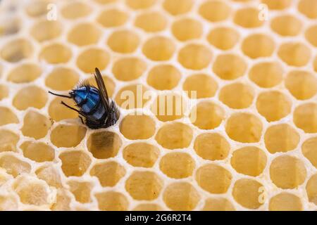 Bluebottle si è bloccato velocemente nel nido d'ape selvaggio. Crisi di identità o i salari di avidità. Foto Stock