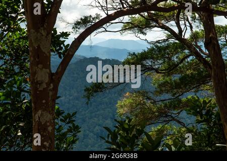 Paesaggio panoramico di catena montuosa e cielo blu nuvoloso con alberi in primo piano silhouette, vista dalla cima della foresta pluviale di Gunung Panti, Malays Foto Stock