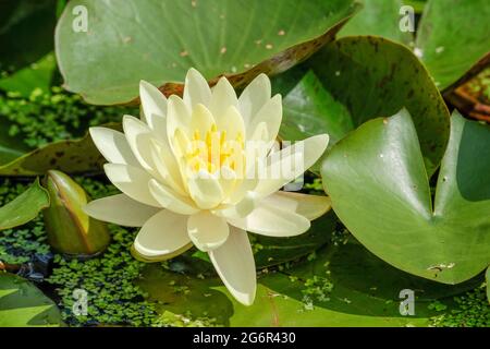 Nymphaea 'Medaglia d'oro', ninfea d'acqua dura. Singola fioritura gialla doppia, che cresce in uno stagno. Waterlily "Medaglia d'oro". Foto Stock