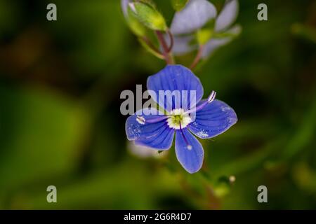 Veronica agrestis fiori che crescono in giardino Foto Stock