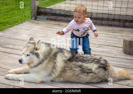 Bambini che giocano con Husky cuccioli di cane in Finlandia in Lapponia in inverno. Foto Stock