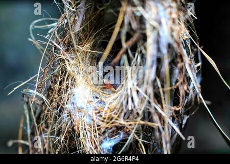 Gli uccelli rossi dell'estate del tanager nidificano sull'albero nella foresta con un bambino neonato. Foto Stock