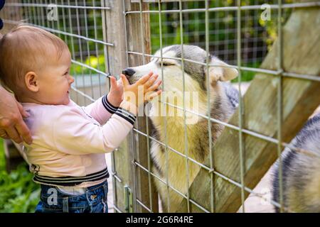 Bambini che giocano con Husky cuccioli di cane in Finlandia in Lapponia in inverno. Foto Stock