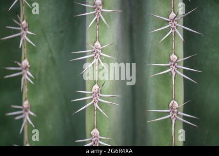 Den Helder, Paesi Bassi. Giugno 2021. Primo piano delle spine di vari cactus in un giardino botanico. Foto di alta qualità. Primo piano. Foto Stock