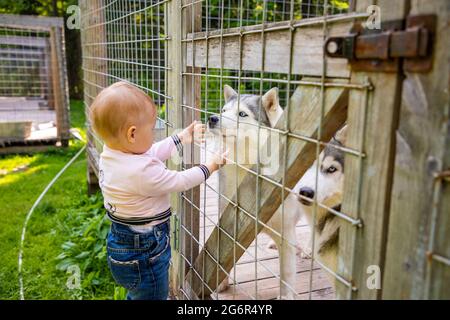 Bambini che giocano con Husky cuccioli di cane in Finlandia in Lapponia in inverno. Foto Stock