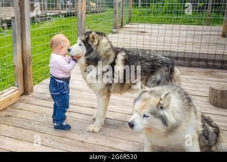 Bambini che giocano con Husky cuccioli di cane in Finlandia in Lapponia in inverno. Foto Stock