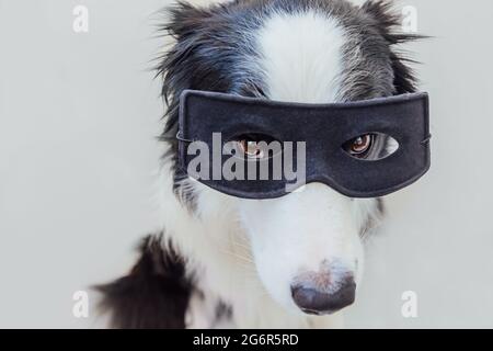 Divertente ritratto di carino cane bordo collie in costume supereroe  isolato su sfondo bianco. Cucciolo con maschera nera super eroe nel  carnevale o Foto stock - Alamy