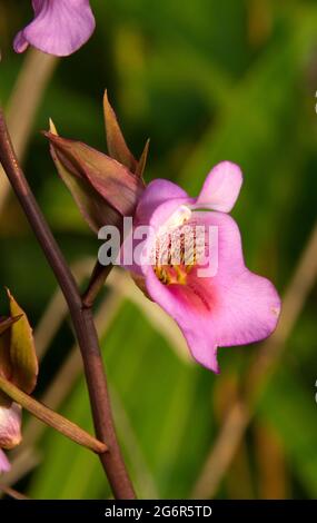 Il fiore dell'orchidea Foxglove si è evoluto per attrarre specificamente gli insetti per impollinare la pianta. Le pollinie sono modellate per essere molto precise Foto Stock