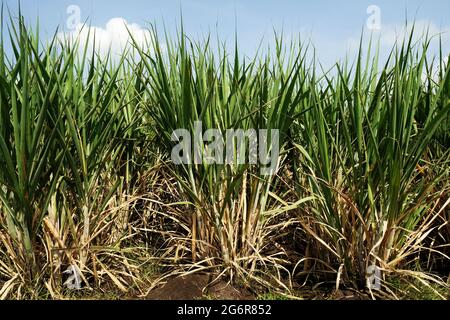 Campo di canna da zucchero fattoria in India, stagione invernale, natura Foto Stock