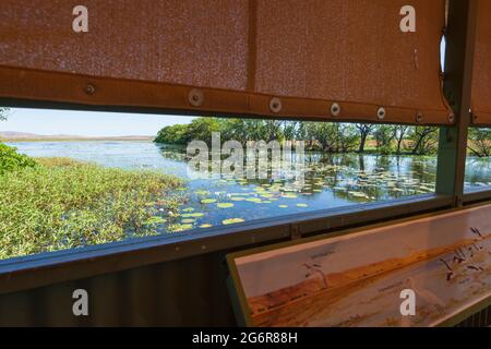 La pelle di uccello si affaccia sulle zone umide a Marlgu Billabong, vicino a Wyndham, Australia Occidentale, WA, Australia Foto Stock