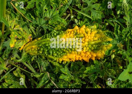 Melone amaro o zucca amara diabete melone amaro conosciuto anche come Momordica charantia è una pianta che prende il nome dal suo gusto e diventa più Foto Stock