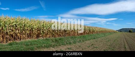 Bordo di un campo di mais con piante di mais a metà appassita dopo la siccità Foto Stock