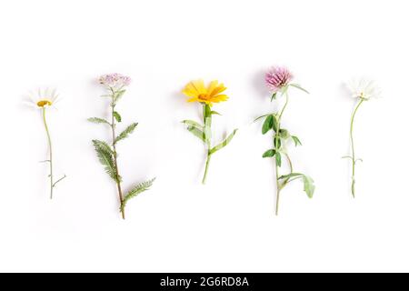 Camomilla, yarrow, calendula, trifoglio erbe medicinali isolato su sfondo bianco, piatto Foto Stock