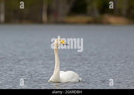 Grande uccello bianco, cigno di whooper, Cygnus cignus nuotare nel lago durante le piogge leggere nella natura finlandese. Il cigno di Whooper è un uccello nazionale finlandese Foto Stock