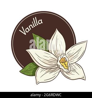 Logo floreale Vanilla e modello emblema in stile vintage. Disegno linea Aroma Vanilla Blossom isolato Vector Illustrazione per Logo, emblema, etichetta, adesivi e stampe Illustrazione Vettoriale