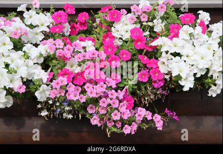 Finestra piena di petunias colorate. Piante fiorite rosa e bianca in una scatola di fiori nel davanzale della finestra Foto Stock