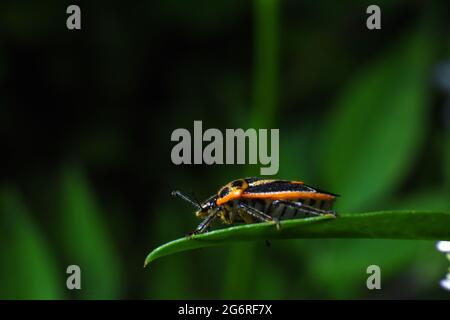 Primo piano foto di Horehound bug su foglia verde. (Agonoscelis rutila). Foto Stock