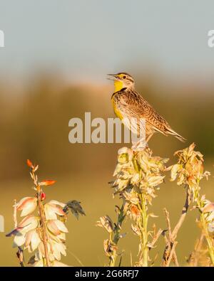 Un meadowlark occidentale canta da uno stabilimento di yucca nel Wyoming Foto Stock