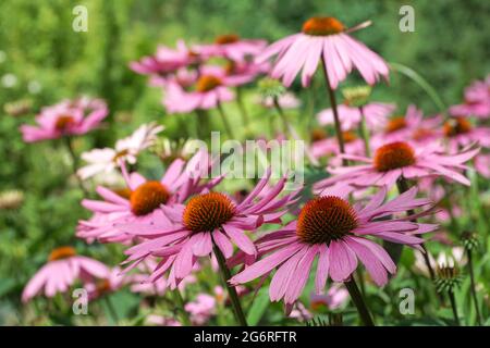 Gruppo di fiori di echinacea. Echinacea purpurea. Sfondo sfocato. Grandi fiori viola e arancio di coneflower. Vespe volanti. Messa a fuoco selettiva. Foto Stock