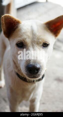 Primo piano di una faccia bianca del cane Foto Stock