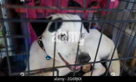 Primo piano di una faccia bianca del cane Foto Stock
