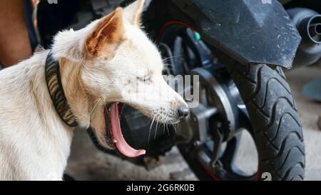 Primo piano di una faccia bianca del cane Foto Stock