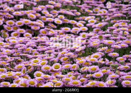 api che raccolgono polline dalle margherite marine Foto Stock