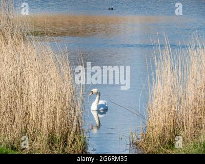 bella cigno e riflesso visto attraverso le canne sul lago Foto Stock