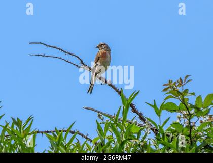 bella femmina stonechat appollaiato su un bramble Foto Stock