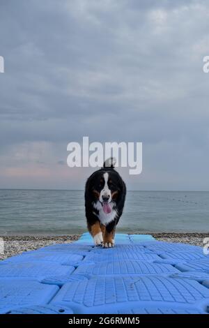 Incantevole montagna bernese cane passeggiate lungo il molo di plastica blu che va in mare. Grande cane purosangue in vacanza sul mare guarda avanti e Foto Stock