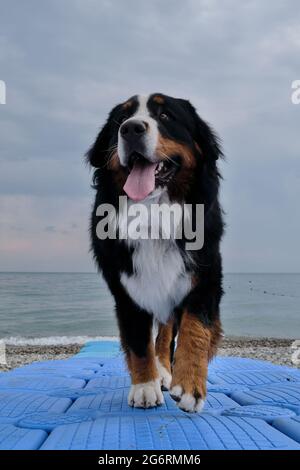 Incantevole montagna bernese cane passeggiate lungo il molo di plastica blu che va in mare. Grande cane purosangue in vacanza sul mare guarda avanti e Foto Stock