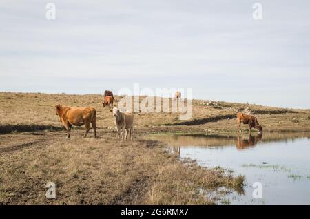 Bestiame acqua potabile in lago fattoria Foto Stock