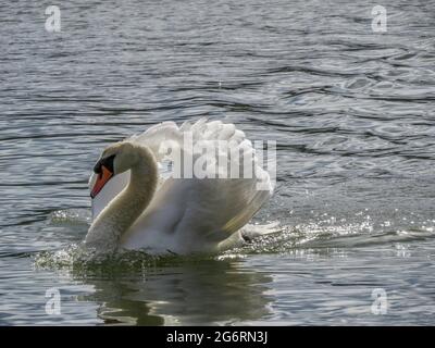 bel cigno che scivola attraverso il fiume in una giornata di primavera luminosa Foto Stock