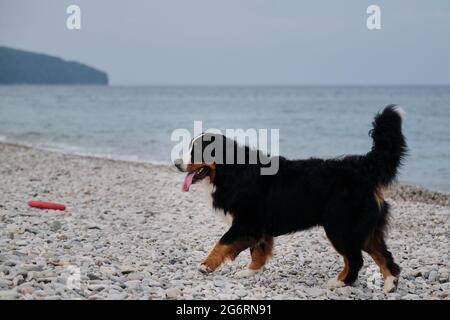 Bernese Mountain Dog cammina in allegria lungo la spiaggia di ciottoli e gode di vita. Passeggiata attiva ed energica con il cane in aria fresca presso lo stagno. Vista laterale. Foto Stock