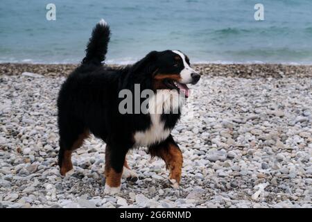 Bernese Mountain Dog cammina in allegria lungo la spiaggia di ciottoli e gode di vita. Passeggiata attiva ed energica con il cane in aria fresca da stagno. Vista frontale. Marchio Foto Stock