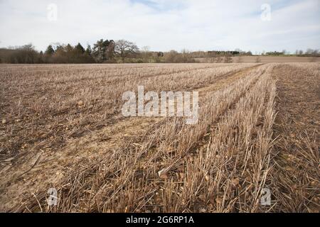 Wilcote, Oxfordshire, UK 03 21 2020 una scena rurale in Wilcote West Oxfordshire, UK Foto Stock