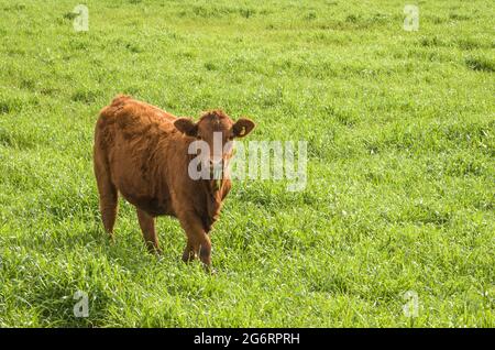 Bei vitelli rossi di angus che pascolano pascolo nutriente Foto Stock