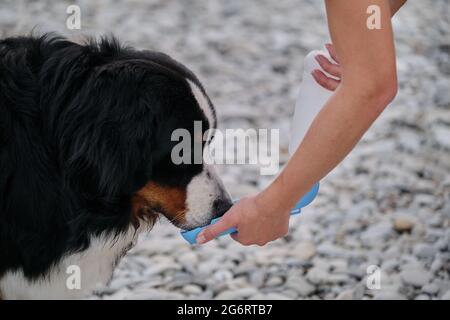 Bernese Mountain Dog beve acqua in bottiglia e ne rinfresce la sete. Proprietario dà il suo cane bere d'acqua. Prendendosi cura di animale domestico in estate calda sopra Foto Stock