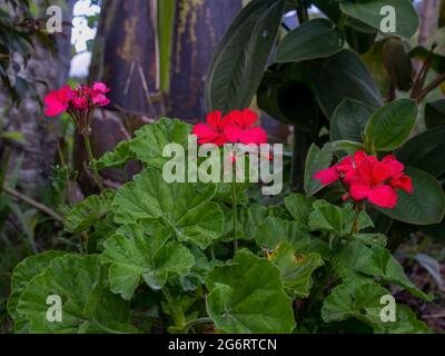 Alcuni fiori di geranio rosso in un giardino vicino alla città di Arcabuco nelle montagne centrali andine della Colombia. Foto Stock
