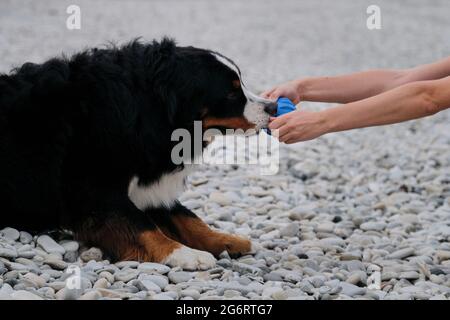 Bernese Mountain Dog gioca la palla di gomma blu con il suo uomo. Giocare con i giocattoli del cane all'aria aperta. Il proprietario cerca di prendere la palla dall'animale domestico. Foto Stock