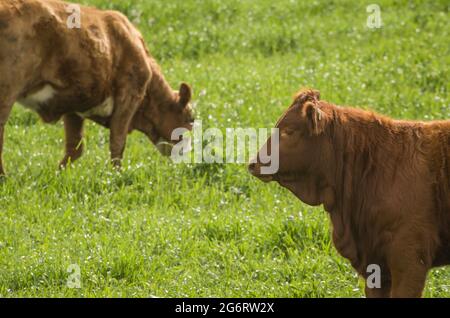 Bei vitelli rossi di angus che pascolano pascolo nutriente Foto Stock