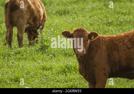 Bei vitelli rossi di angus che pascolano pascolo nutriente Foto Stock