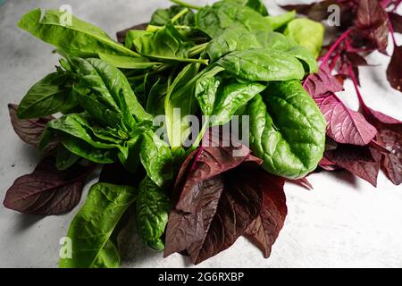 Cheera rosso e spinaci verdi coltivati in casa dal giardino - giardinaggio estivo negli Stati Uniti, fuoco selettivo Foto Stock